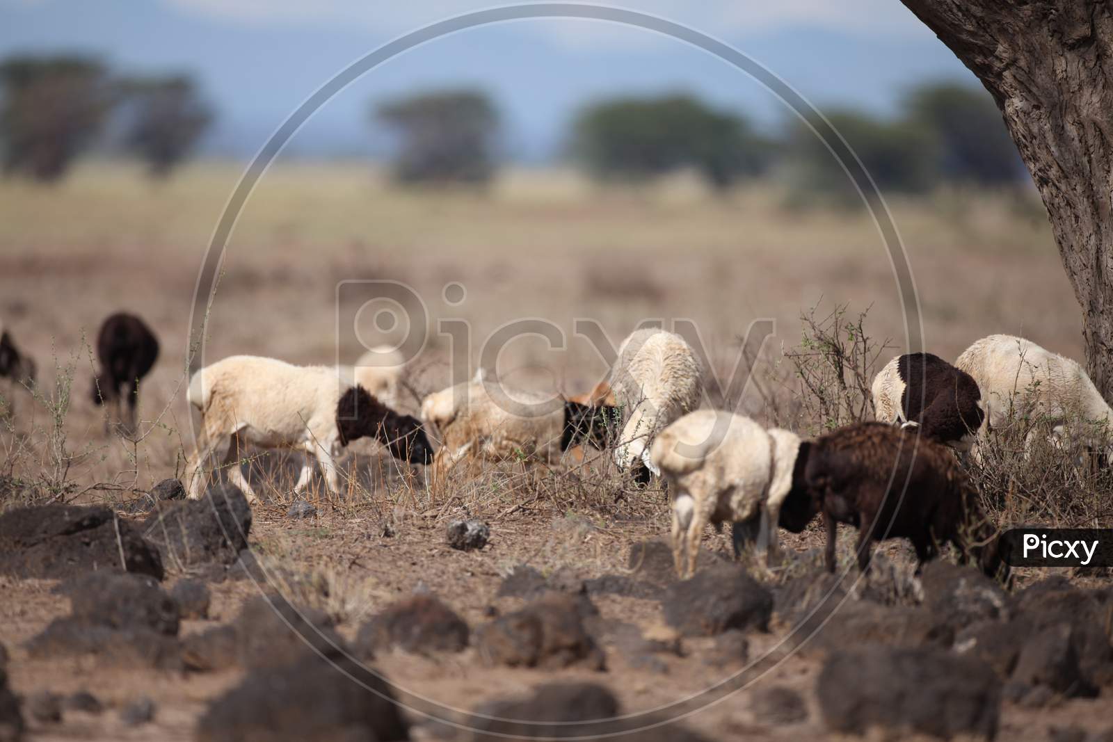 A Group of Sheep grazing