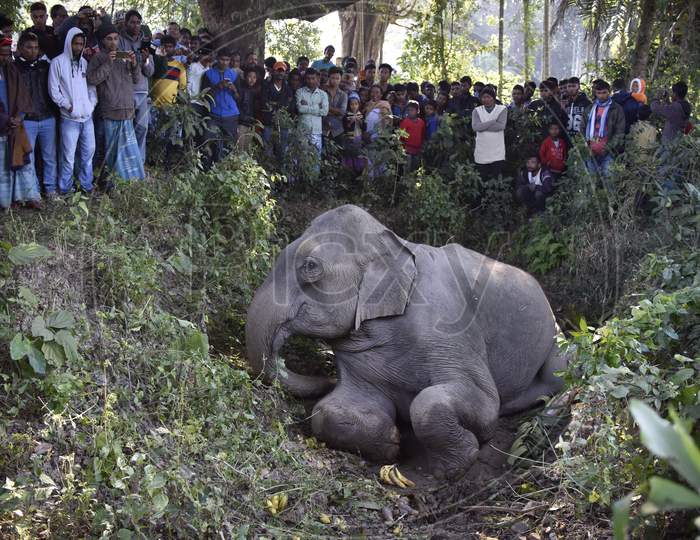 Elephant After Hit By Train In Assam