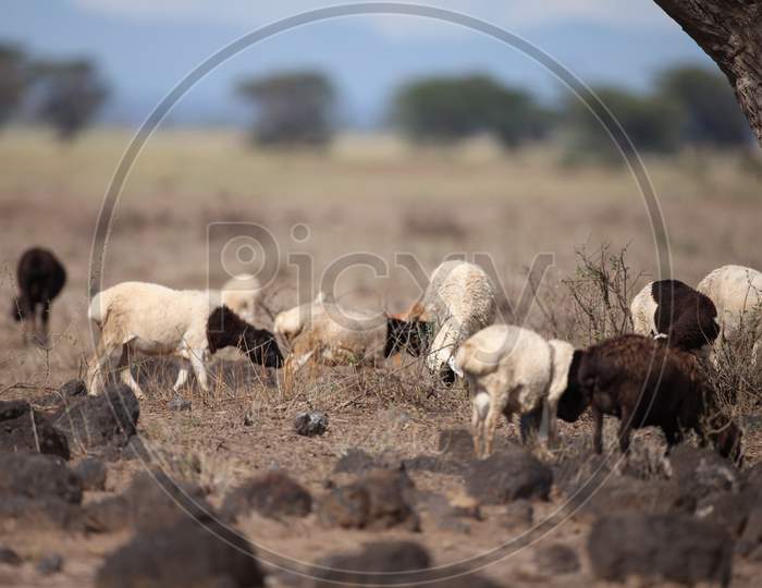 A Group of Sheep grazing