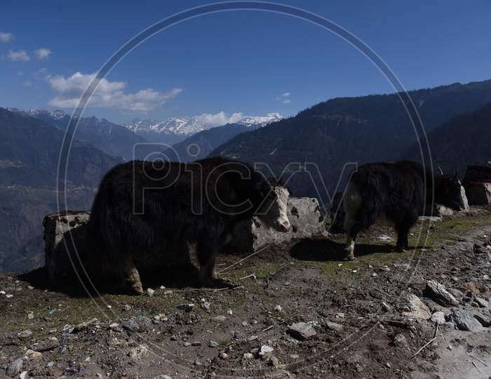 Wild Yak On The Mountains of Arunachal Pradesh
