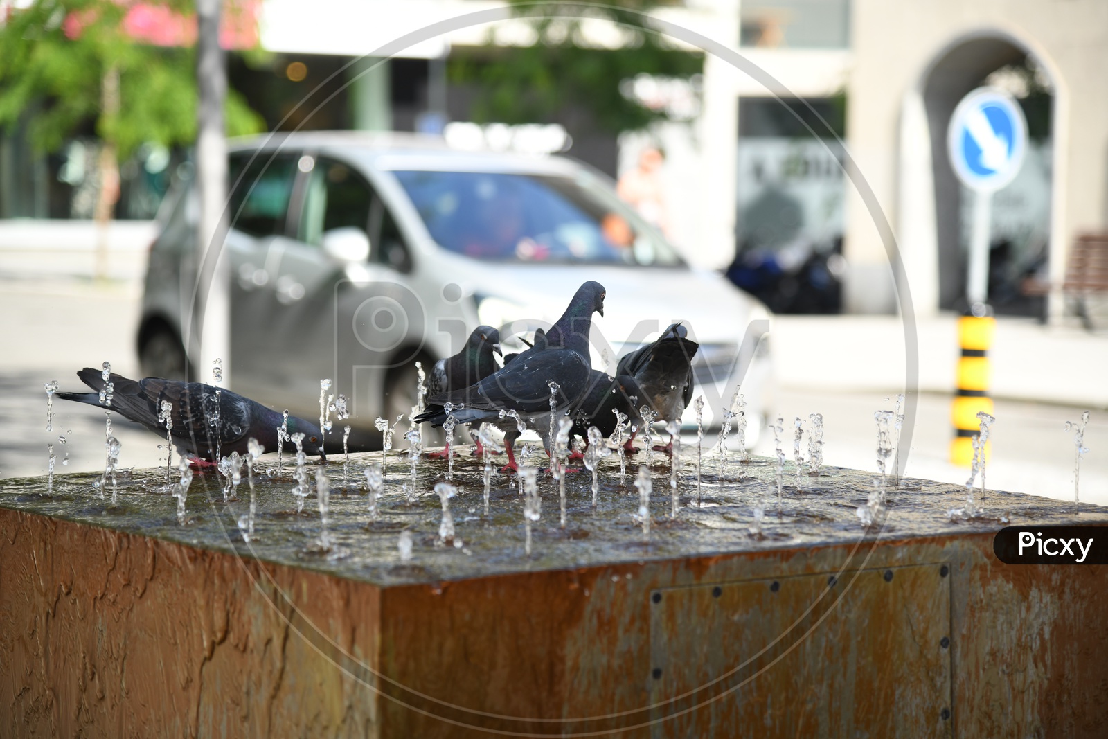Pigeons Drinking Water At a Fountain