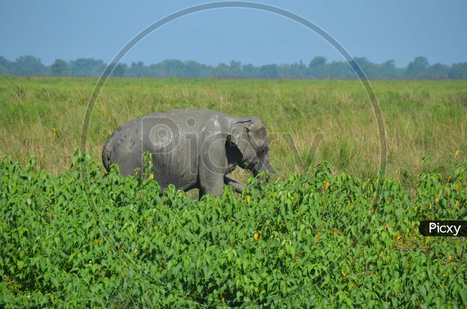 Image of Wild Elephants With Baby Elephants in Kaziranga National Park