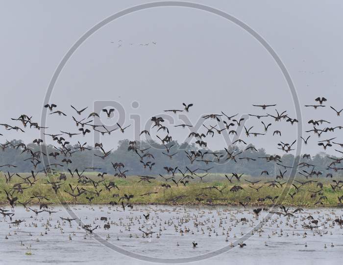 Migratory Birds At Nagaon, Assam