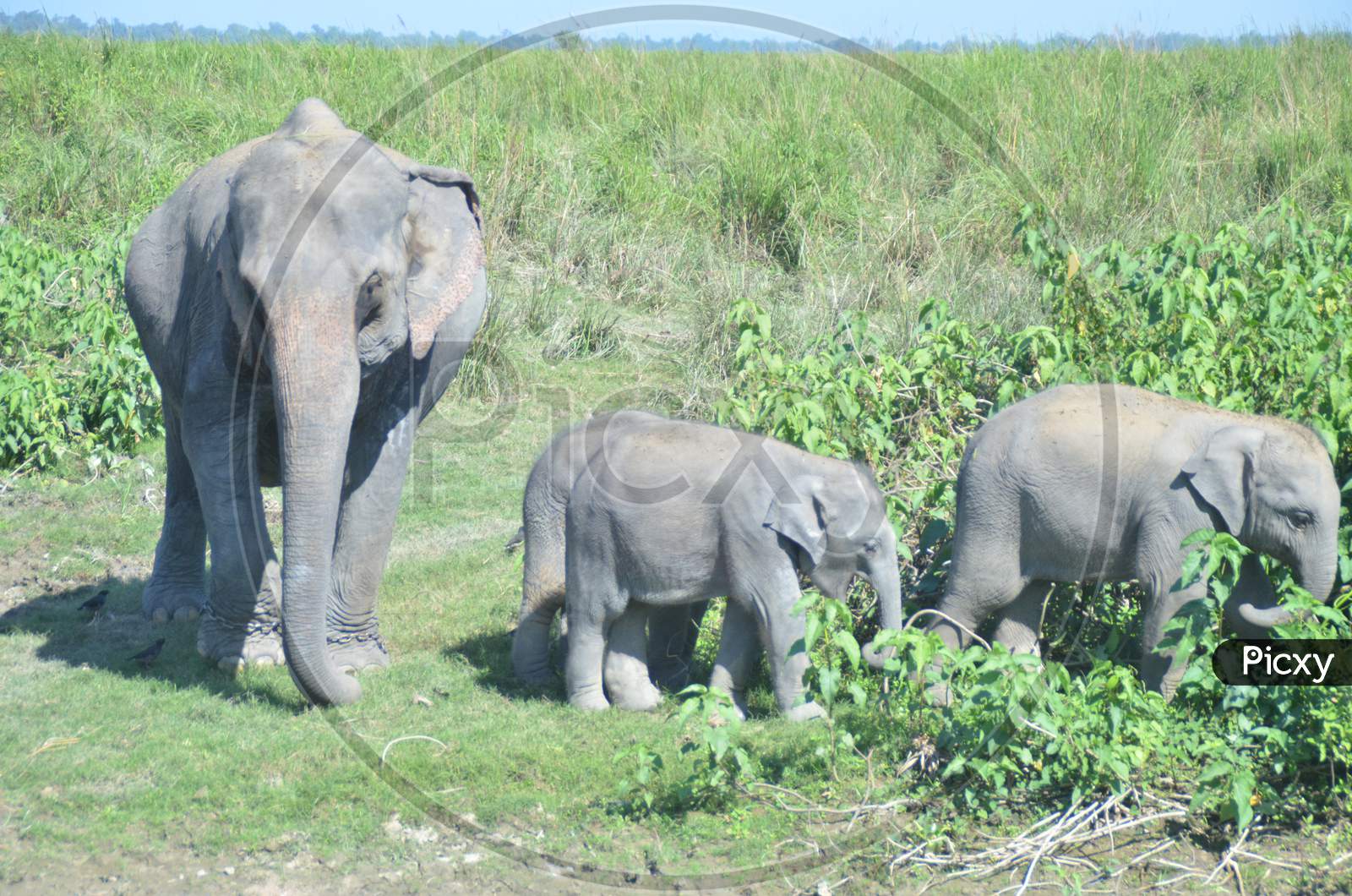 Image of Wild Elephants With Baby Elephants in Kaziranga National Park