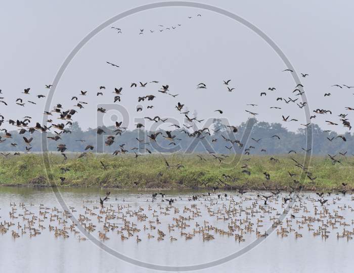 Migratory Birds In Nagaon, Assam