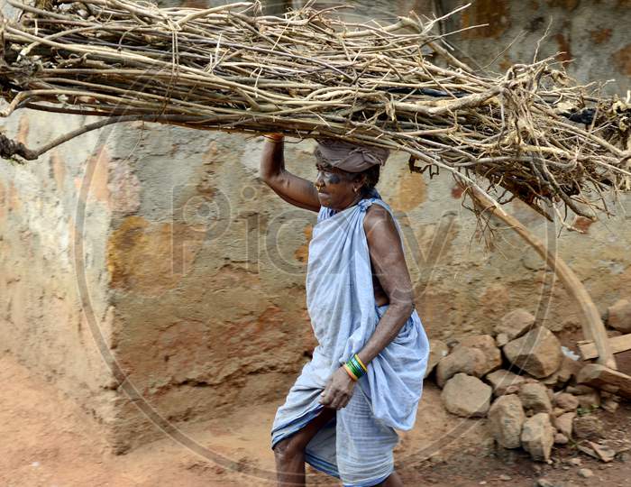 Indian Tribal Woman carrying pile of sticks on her head