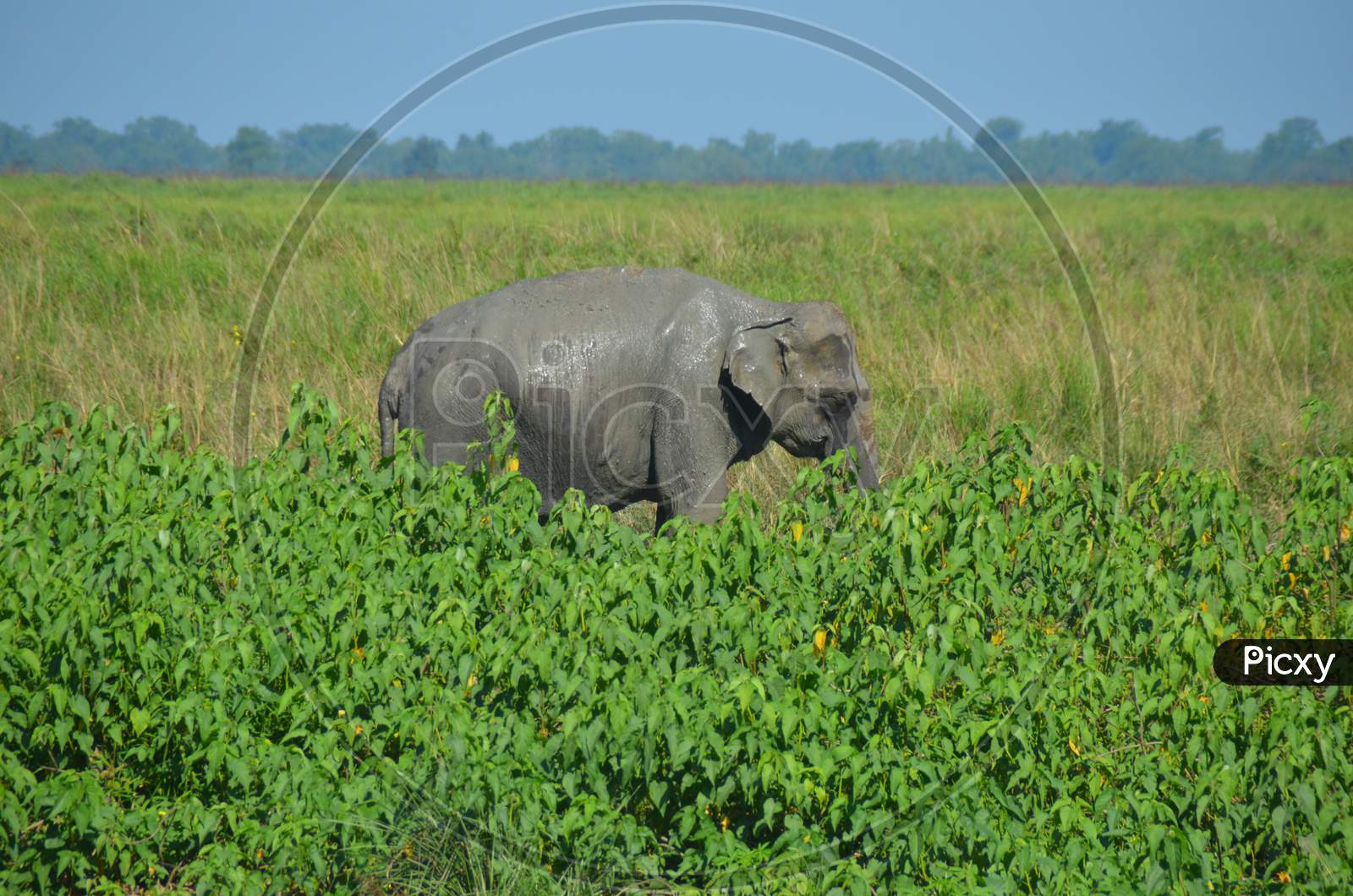 Image of Wild Elephants With Baby Elephants in Kaziranga National Park