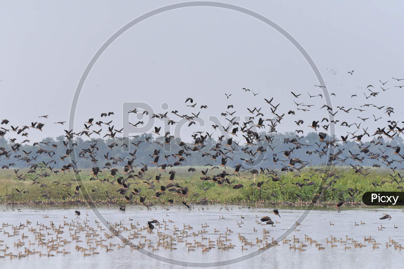 Migratory Birds At Nagaon, Assam