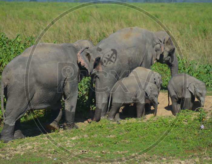 Wild Elephants  With Baby Elephants in Kaziranga National Park , Assam
