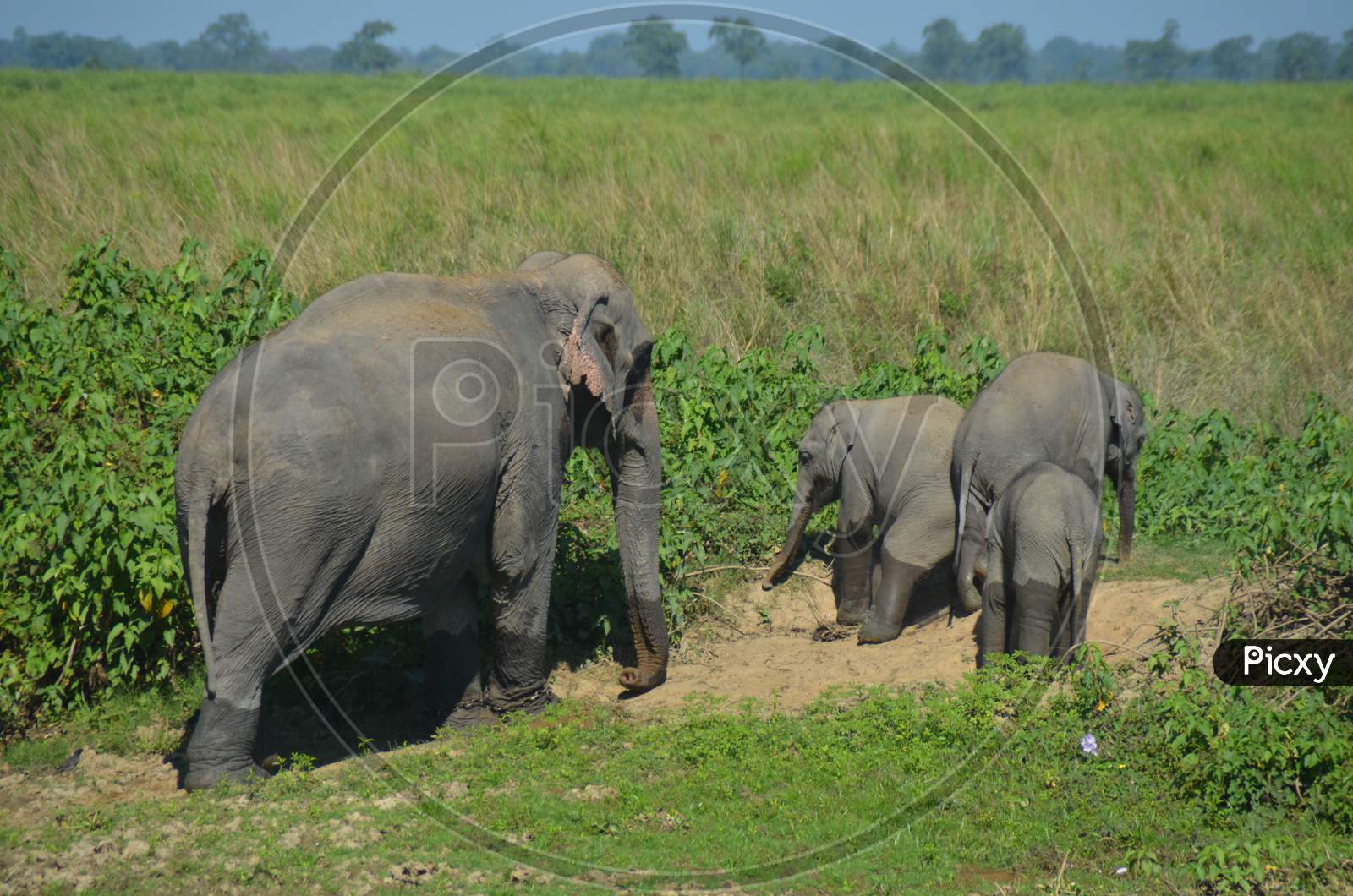 Wild Elephants  With Baby Elephants in Kaziranga National Park , Assam