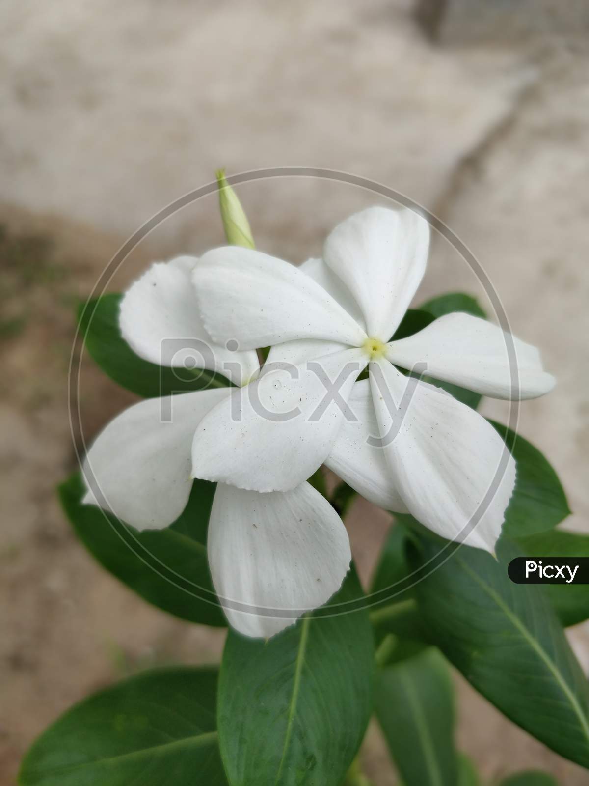White flower near my Home
