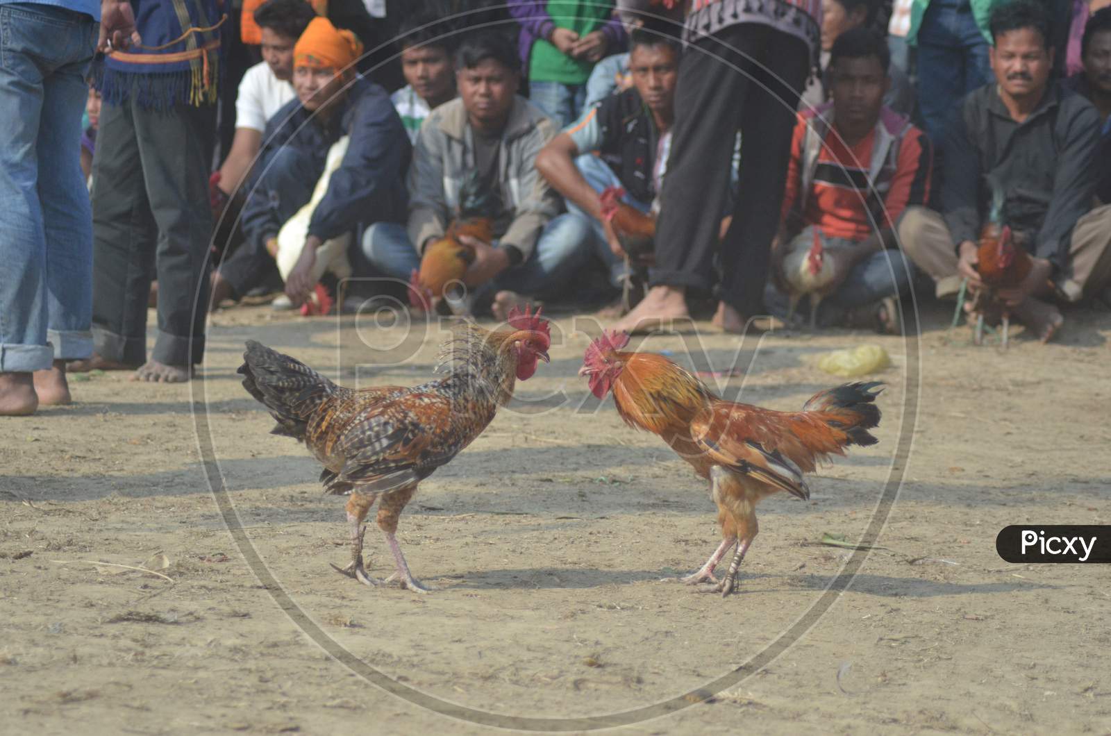 Cock Fight Competition  During  Joonbeel Festival In Morigaon , Assam