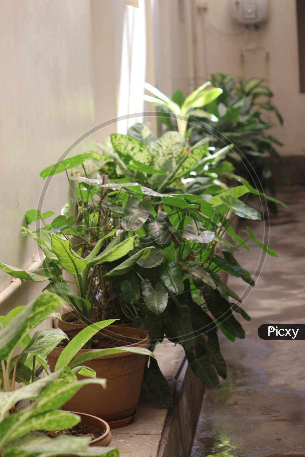 Green Plants at Hotel Chitturi Heritage