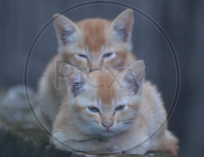 Fluffy Cats Couple Sitting On a wall