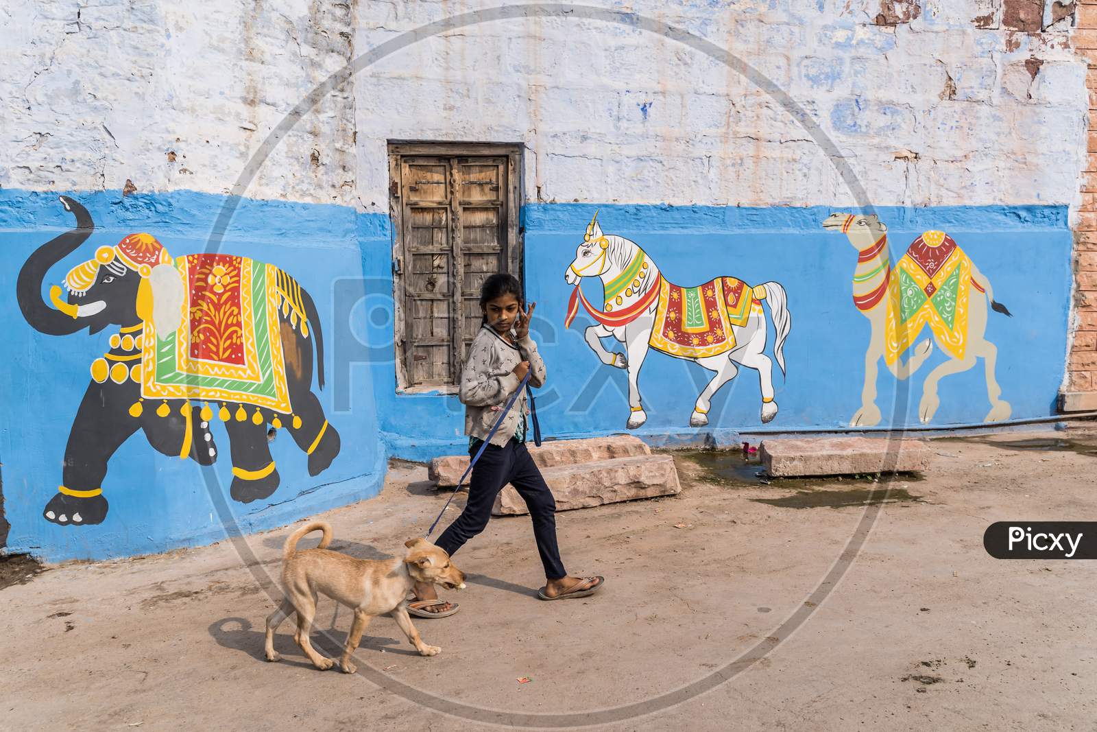 A Girl Child Taking Her Dog For a Walk On Streets of Jodhpur