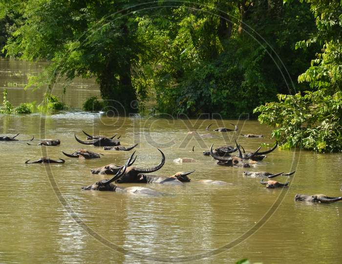 Wild Buffaloes Drowned in Flood Water In Kaziranga Region of Assam
