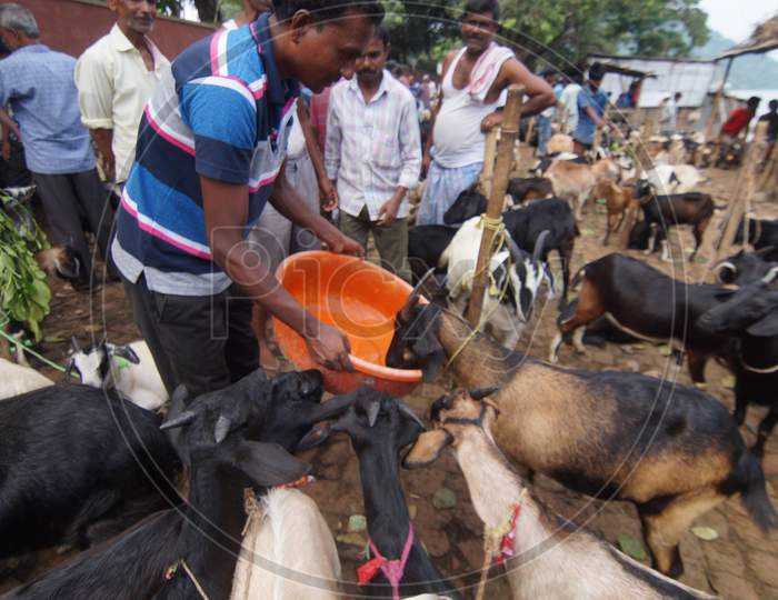 Farmers Feeding Goats With Leafs And Water At EID Kivestock Market in Guwahati, Assam