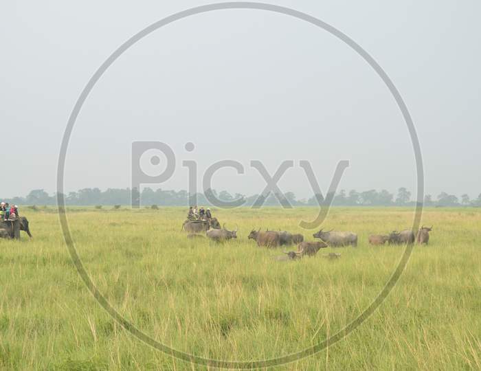 Tourists Taking Rides   in Tropical Grass Lands With Wild Buffaloes in  Kaziranga National Park , Assam