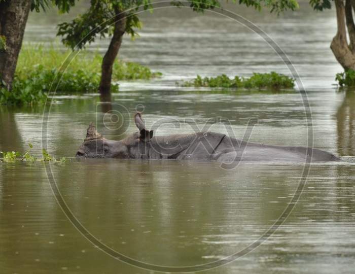 INDIA,KAZIRANGA 27 JULY 2016:An One horn Rhino swim through flood waters in Kaziranga National Park, Assam