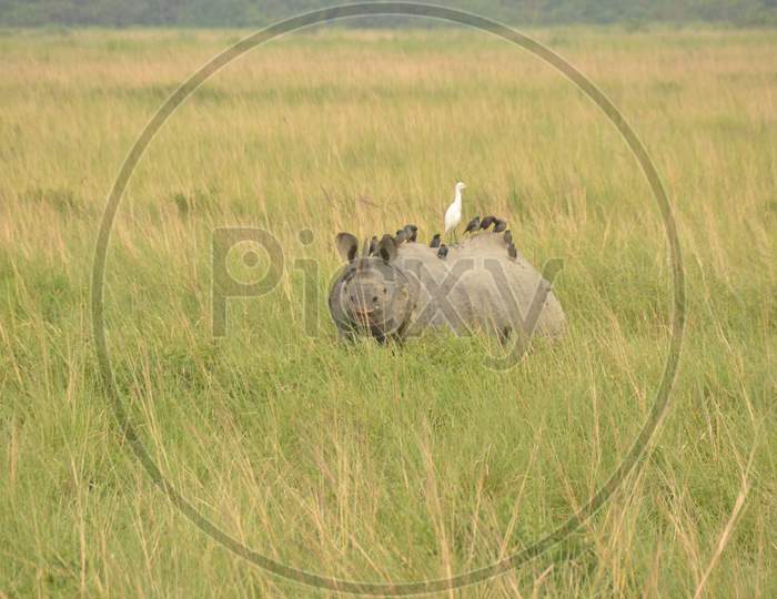 One Horned Rhino in Kaziranga National Park, Assam
