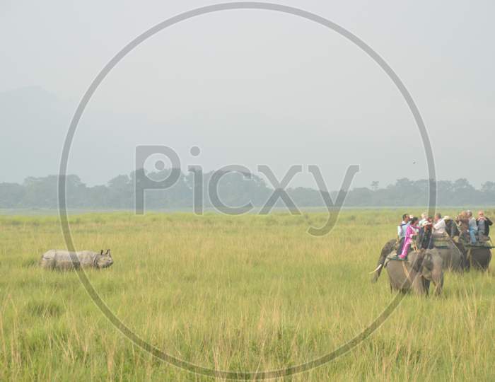 Elephant Safari in Kaziranga National Park, Assam