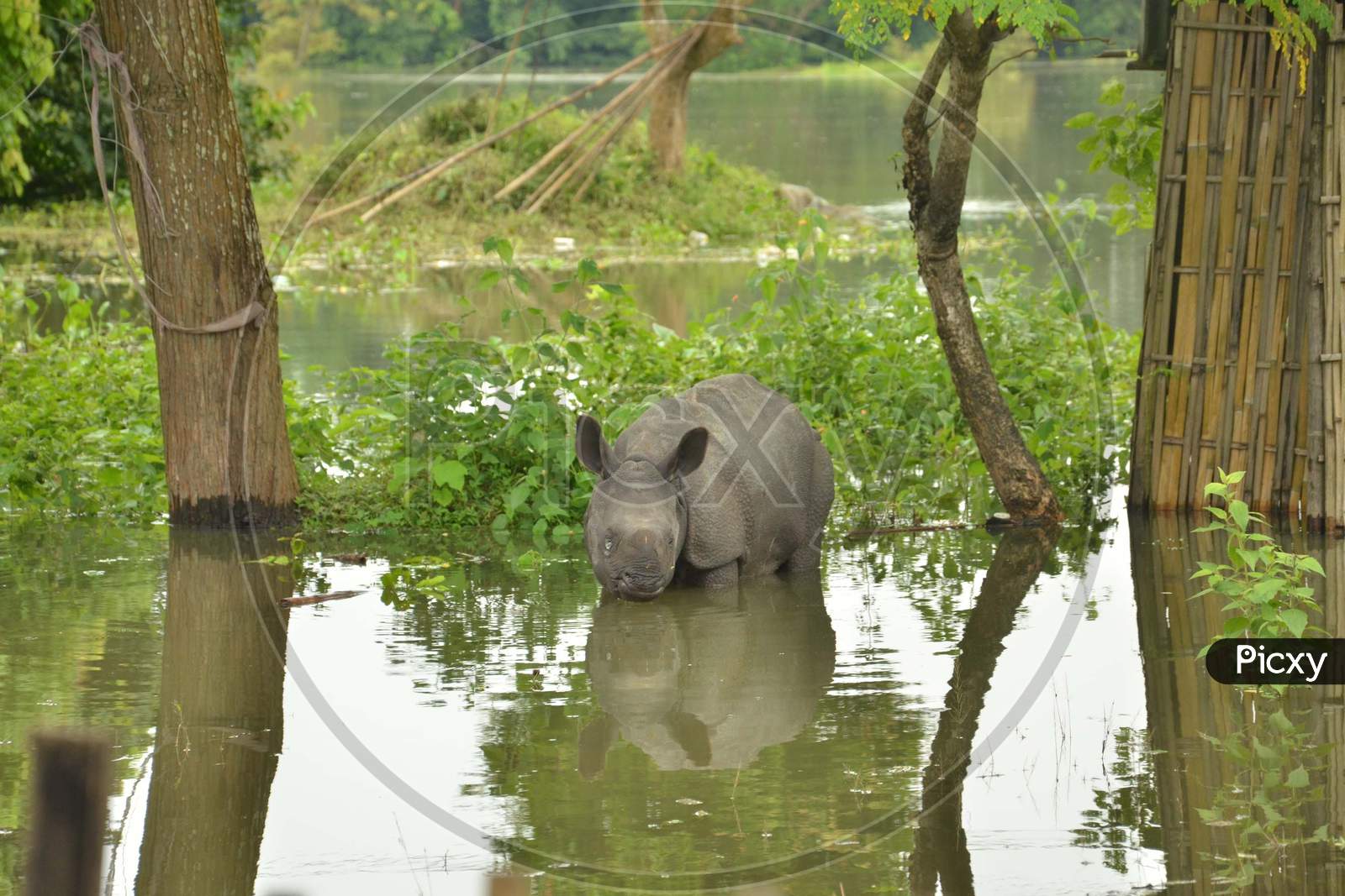 A Baby Rhino  Seen, Stand Near A Human Settlement Following Floods At The Kaziranga National Park, East Of Gauhati, Northeastern Assam State, India, July 27, 2016