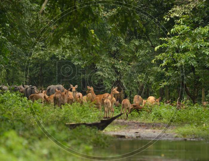 Wild Deer In Kaxiranga National Park , Assam