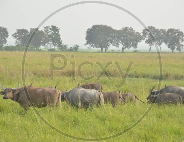 Wild Buffaloes  in Tropical Grass Fields  at Kaziranga National Park , Assam