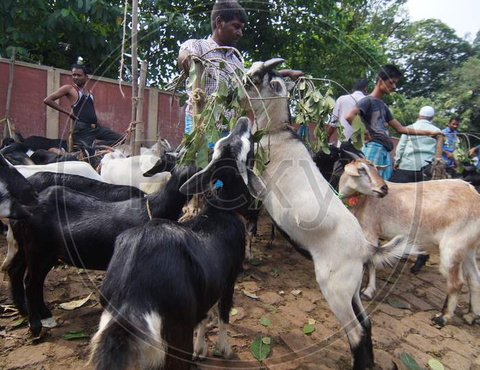 Farmers Feeding Goats With Leafs And Water At EID Kivestock Market in Guwahati, Assam
