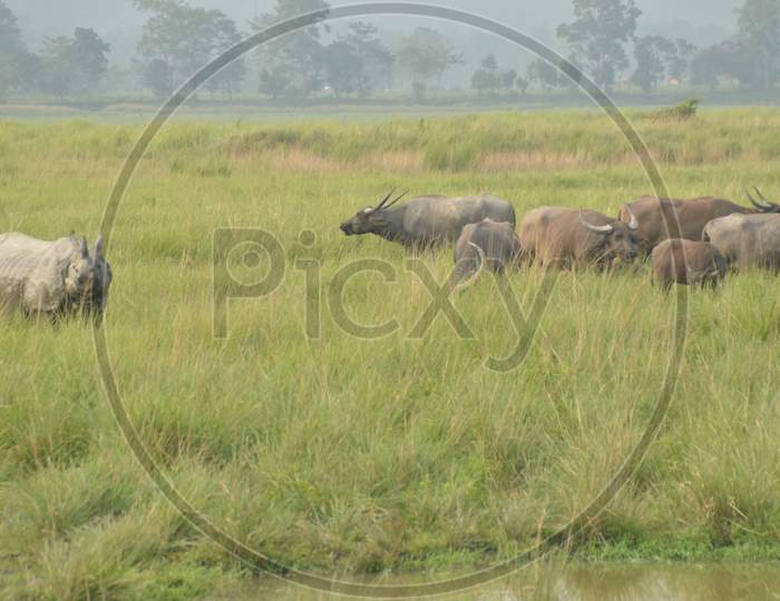 White Rhinoceros And  Wild Buffaloes  in Tropical Grass Land of Kaziranga National Park , Assam
