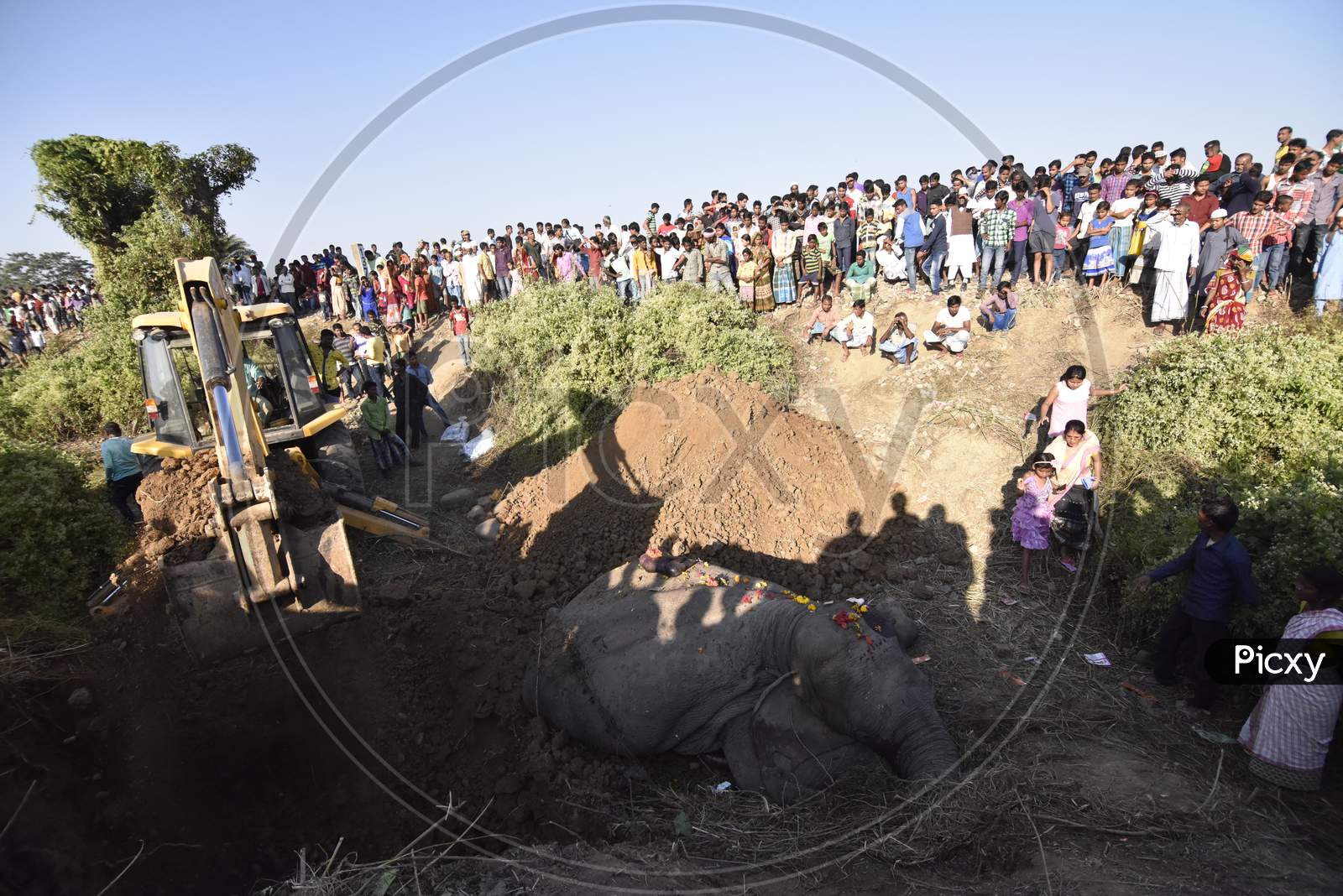 Elephant Corpse Burying Using JCB In Hojai, Assam
