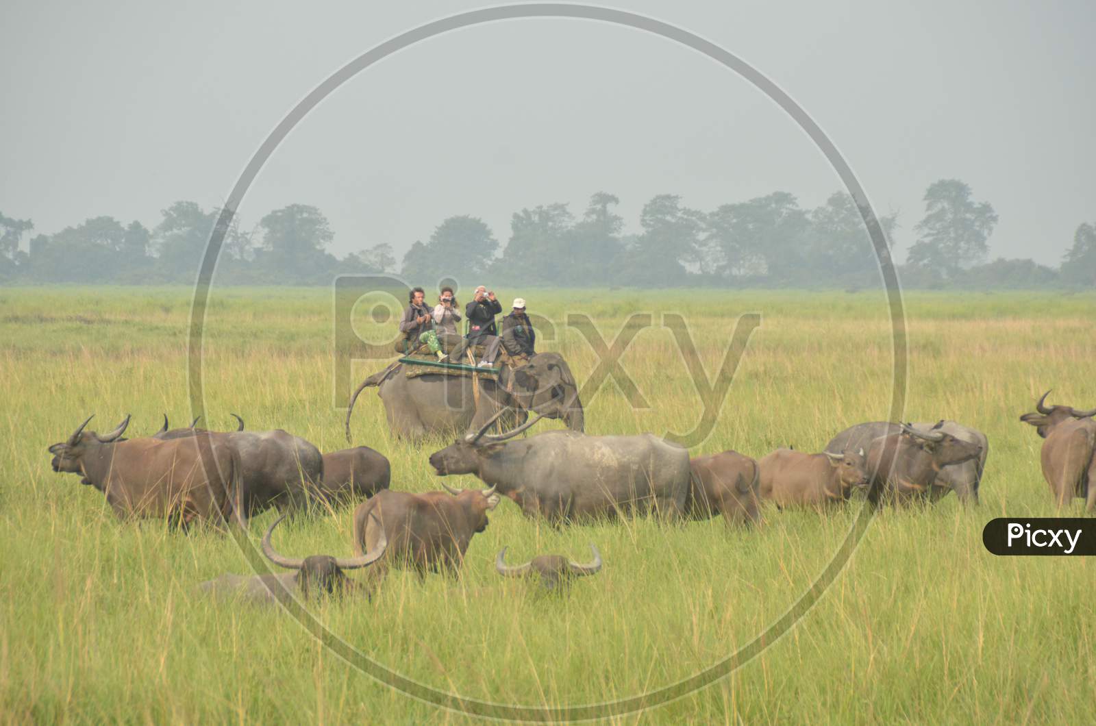 Tourists Taking Rides   in Tropical Grass Lands With Wild Buffaloes in  Kaziranga National Park , Assam
