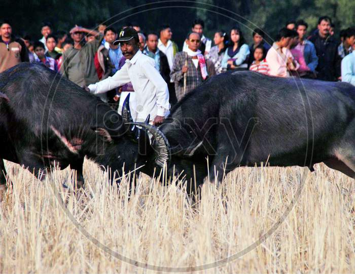 A Pair Of Buffalos Lock Horns During A Traditional Buffalo Fight On The Occasion Of Magh Bihu At  Sapekhati Beal Par  In Nagaon January 14 2013
