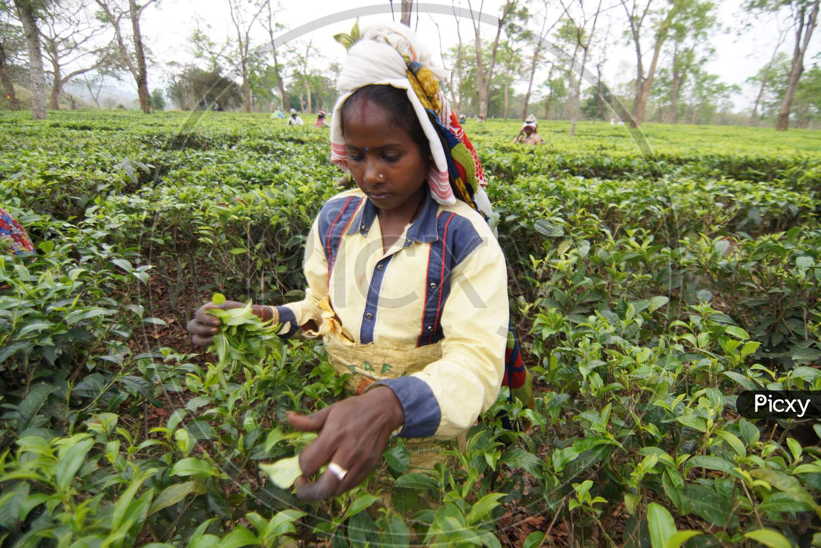 Image of Assamese Woman Or Tea Workers Plucking Young Tea Leafs in Tea ...