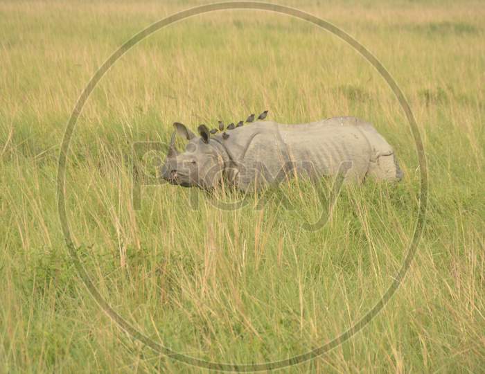 White Rhinoceros in Tropical Grass Land of Kaziranga National Park , Assam
