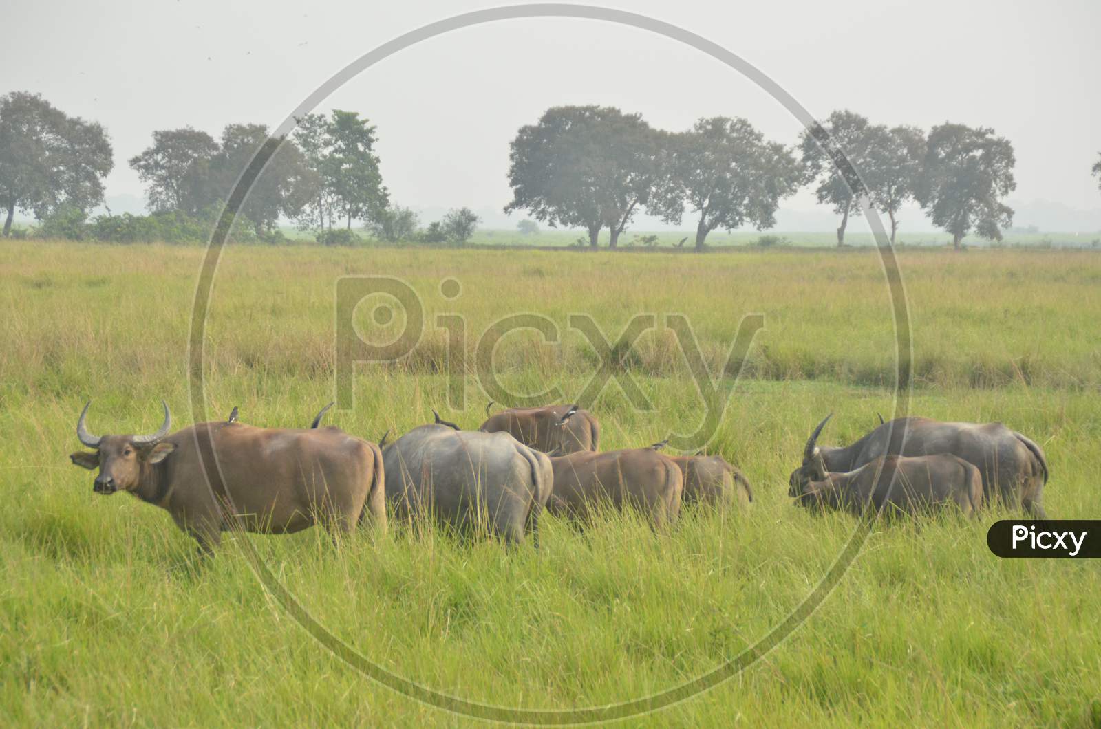 Wild Buffaloes  in Tropical Grass Lands at Kaziranga National Park, Assam