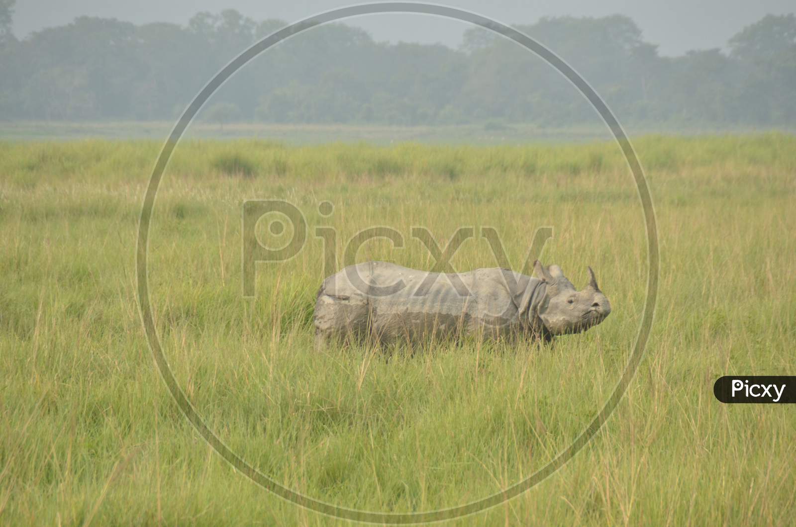 One Horned Rhino In Kaziranga National Park, Assam