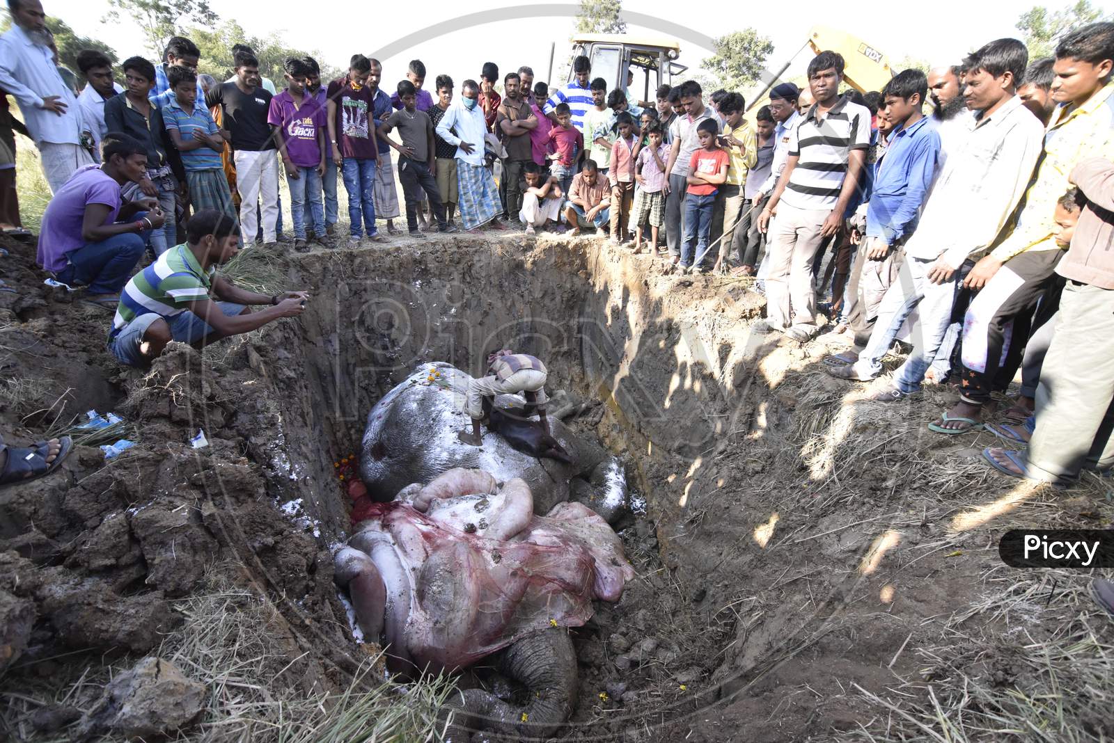Local People Cremating Elephant Corpse Died By Train Hit in Hojai, Assam