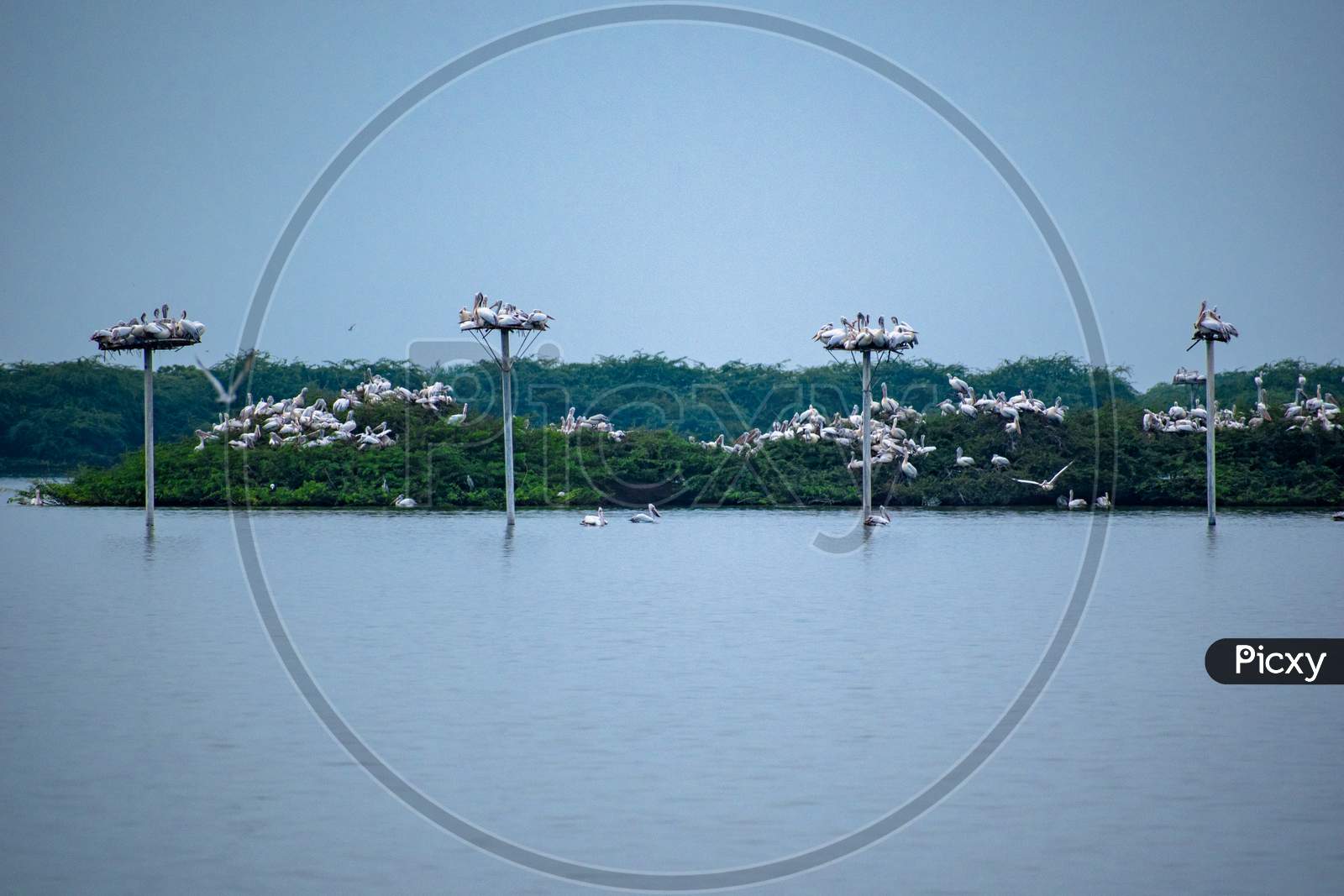Pelican Or Flamingo Birds  On Trees in Nelapattu