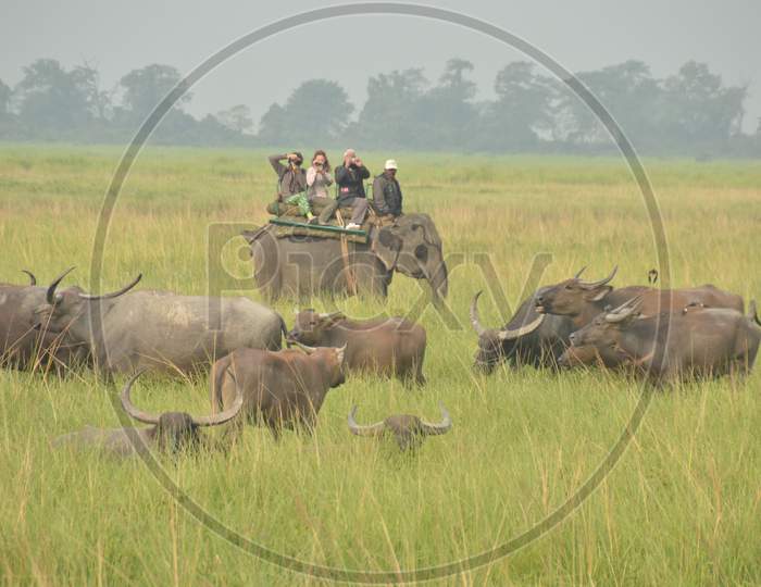 People Taking Pictures of Buffaloes in Kaziranga National Park, Assam