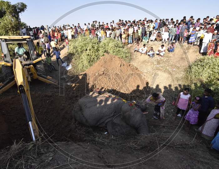Elephant Corpse Burying Using JCB In Hojai, Assam