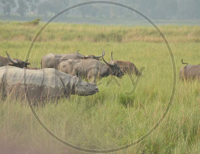 White Rhinoceros And  Wild Buffaloes  in Tropical Grass Land of Kaziranga National Park , Assam