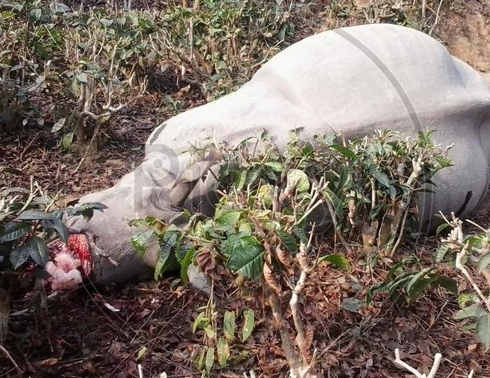 A Died Rhinoceros in Kaziranga National Park, Assam