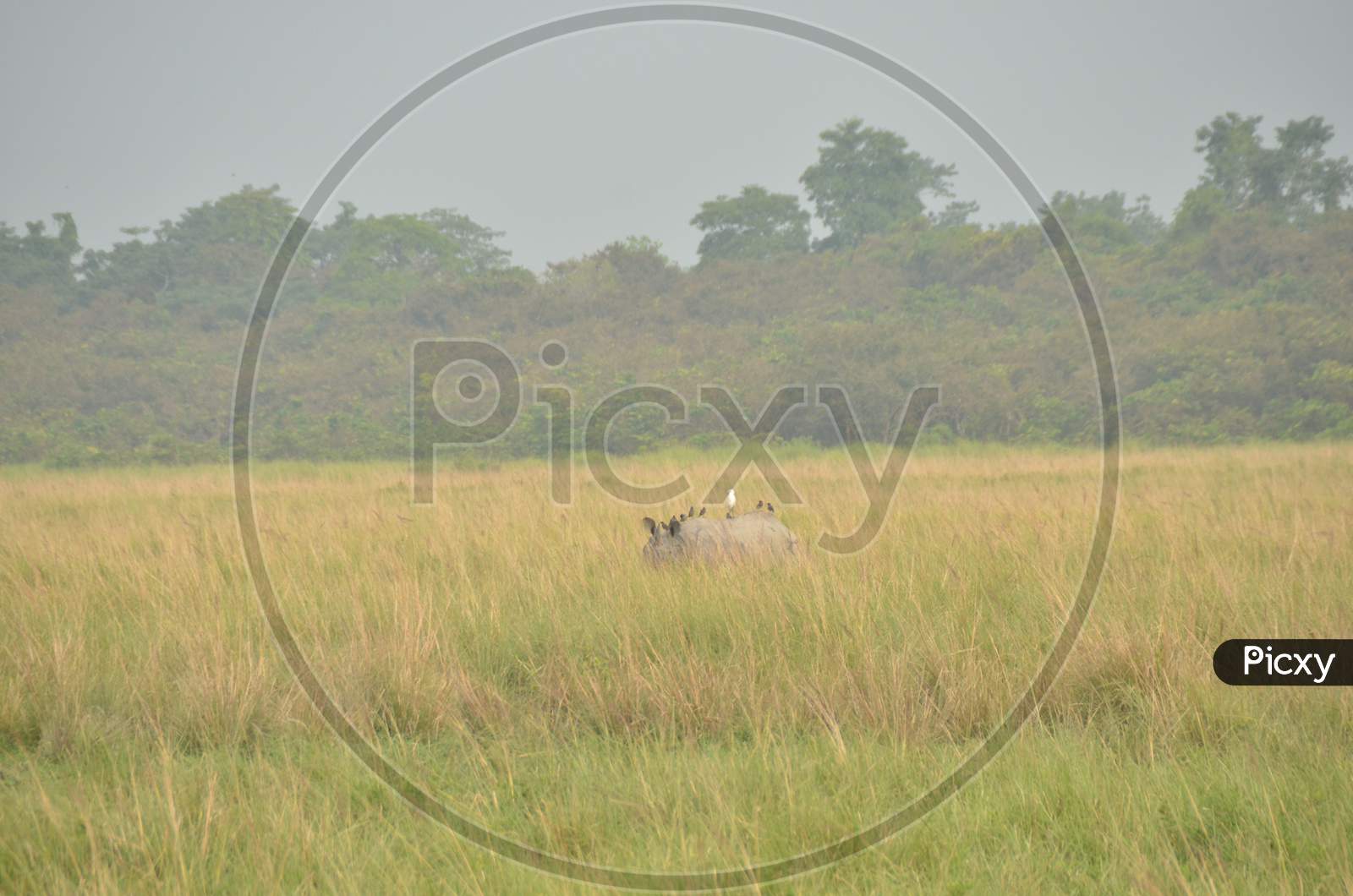 Rhinoceros  in Tropical Grass Lands in  Kaziranga National Park , Assam