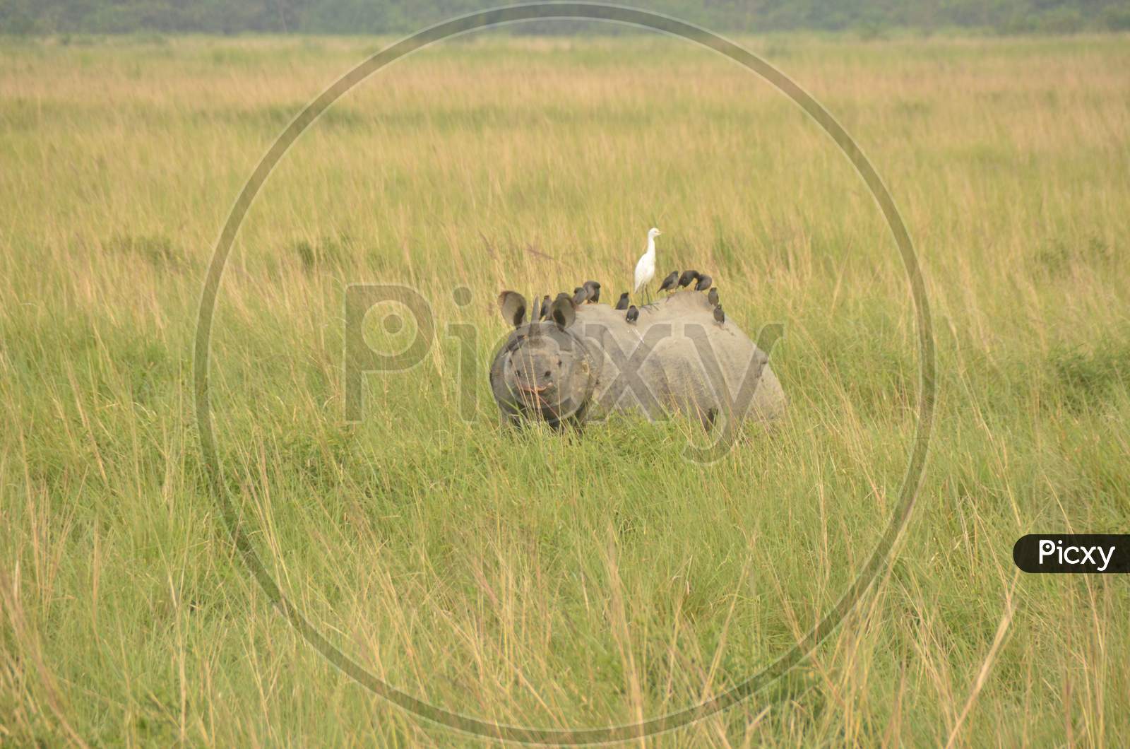 One Horned Rhino in Kaziranga National Park, Assam