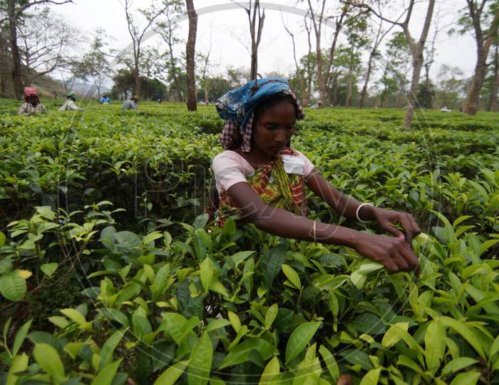 Assamese Woman Or Tea Workers Plucking Young Tea Leafs in Tea Estate  of Assam