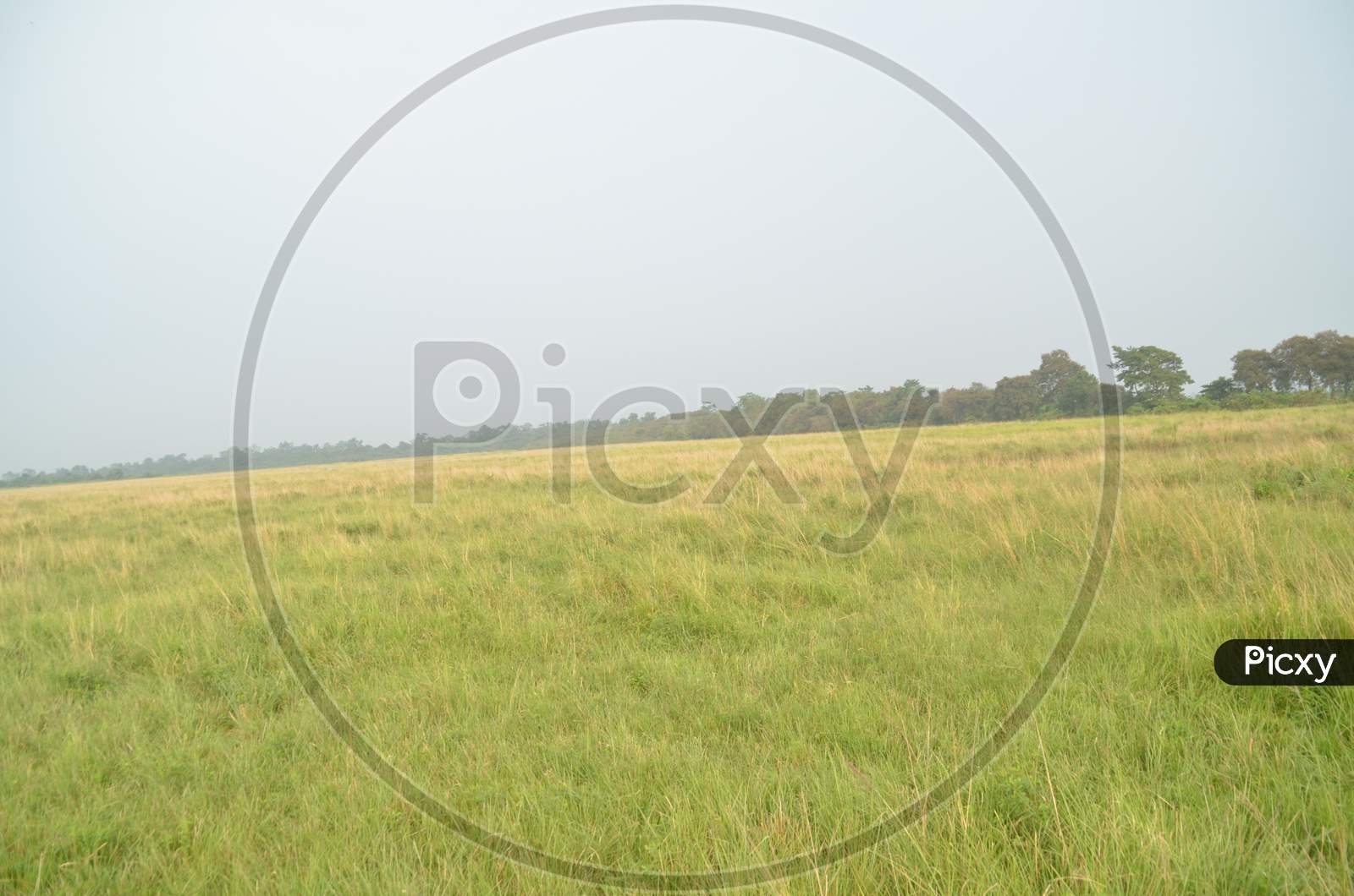 Tropical Grass Lands in  Kaziranga National Park , Assam