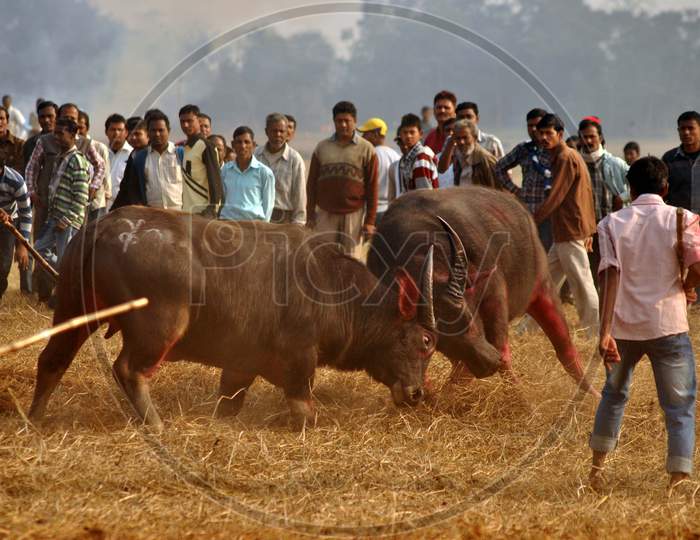 A Pair Of Buffalos Lock Horns During A Traditional Buffalo Fight On The Occasion Of Magh Bihu At  Sapekhati Beal Par  In Nagaon January 14 2013