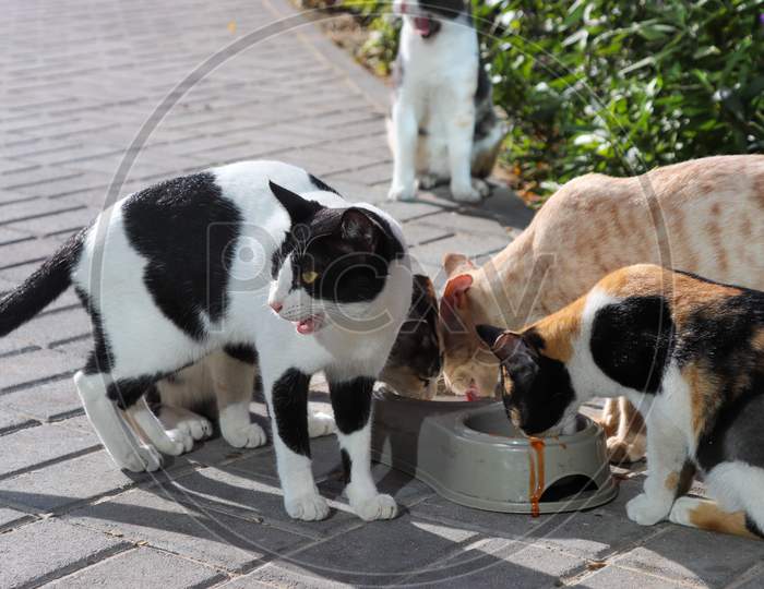 Feed the cats