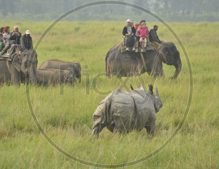 People Taking Pictures of One Horned Rhino in Kaziranga National Park, Assam